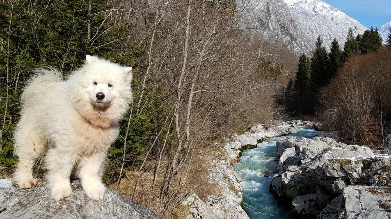 Villa Bezgova Hisica Bovec Esterno foto